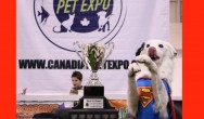 Hero the Border Collie feeling super winning CPE Top Trick Dog Title