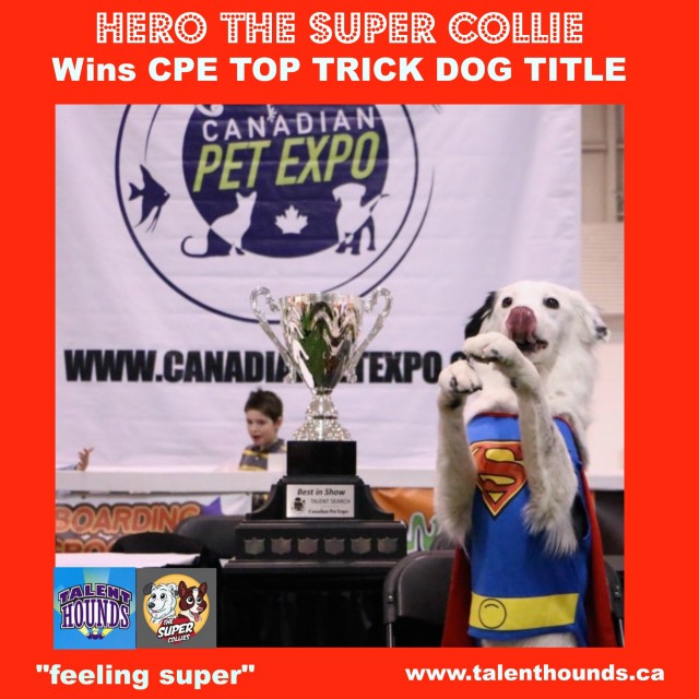 Hero the Border Collie feeling super winning CPE Top Trick Dog Title