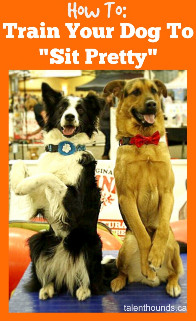 Trainer Taylor shows us How To Train Your Dog To Sit Pretty with Lottie the Border Collie Trick Dog and Grizzly