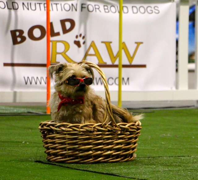 Linzy in her basket