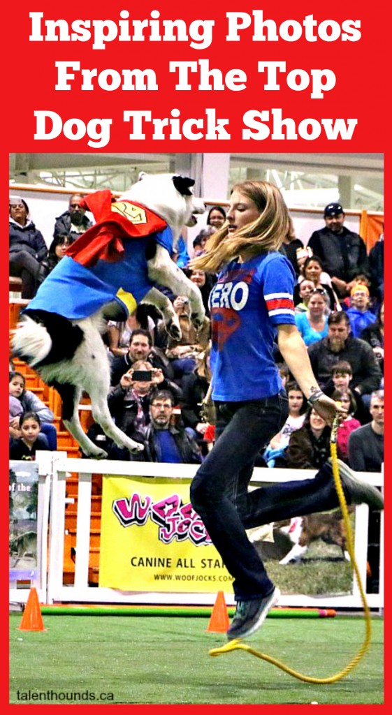 Inspiring photos from the top dog trick dog show at the Spring Canadian Pet Expo