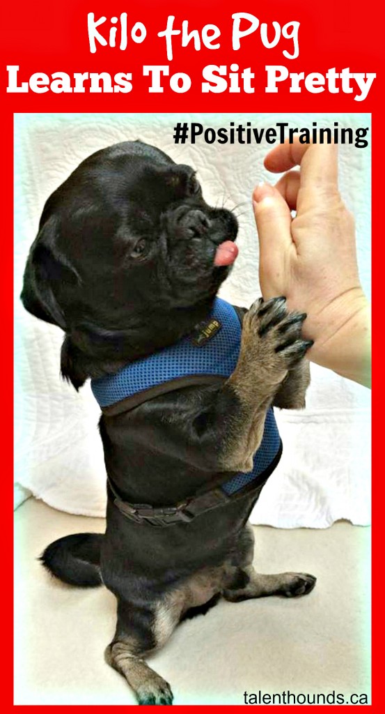 Kilo the pug finally learns the sit pretty trick with positive training techniques. Find out how.