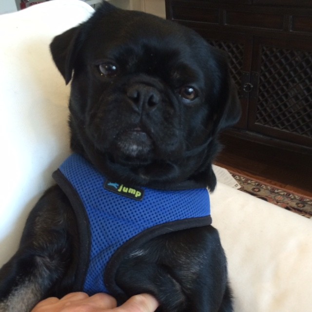 Why socializing your puppy is so important - Kilo the Pug trying to sit pretty