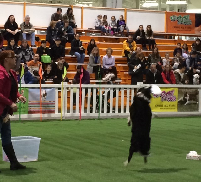 Kim and Angus the Border Collie at CPE 2016