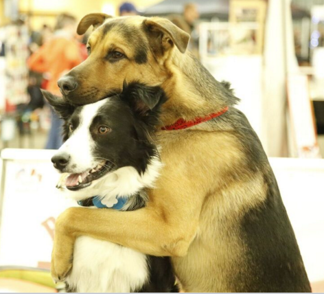 Grizzly the German Shepherd Rescue Dog hugs Lottie the Border Collie Trick Dog