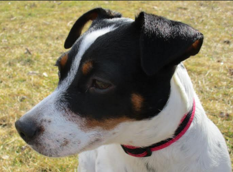 shivers the jack russel close up