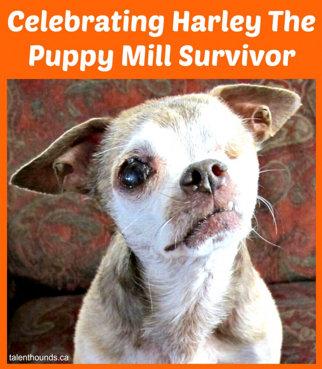 celebrating harley the puppy mill survivor