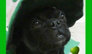 kilo st.patricks day