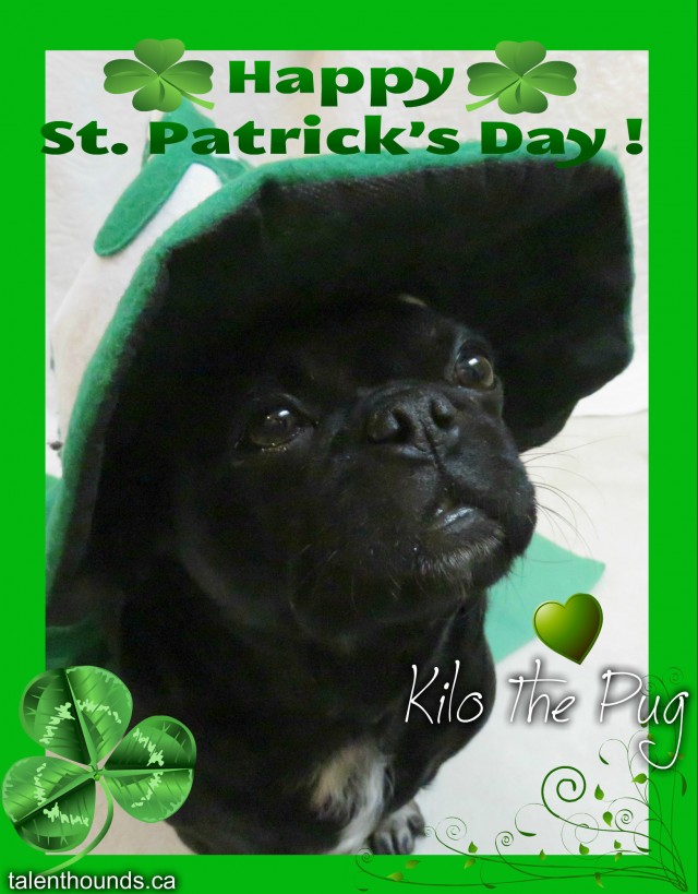 Cute kilo the Pug dressed in green for st.patricks day