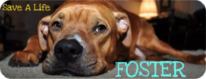 NYC Second Chance Rescue need-foster-banner-300x116