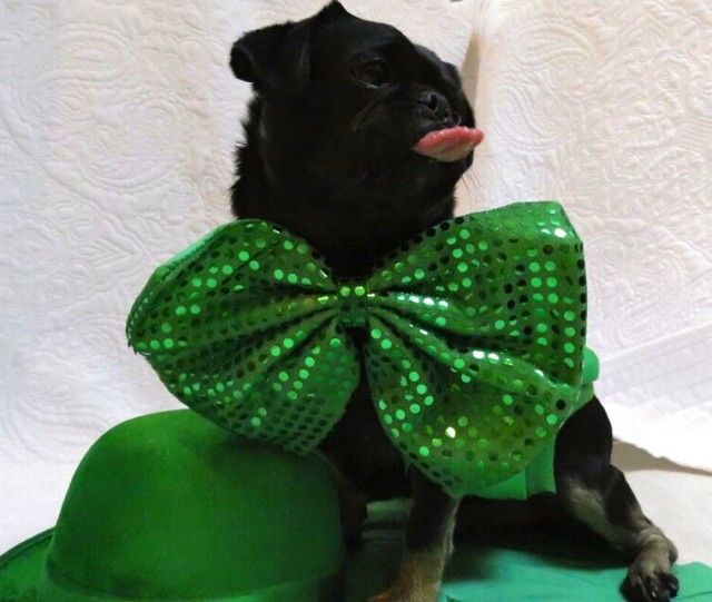 kilo on st.patricks day tongue out