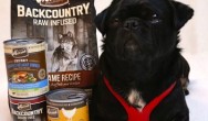 Kilo the pug poses with bag and cans of Merrick food