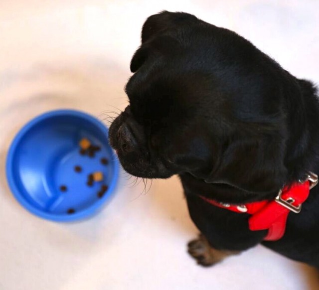 Kilo the pug with Merrick dry food