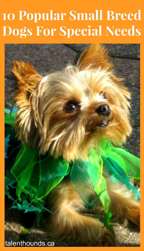 10 Popular Small Breed Dogs For Special Needs%22 Lucy the therapy dog laying in Green