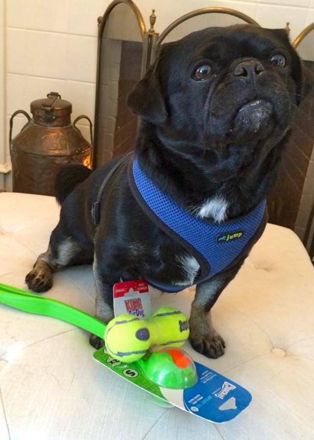 Kilo the pug posed with Chuckit! toy and KONG airdog ball