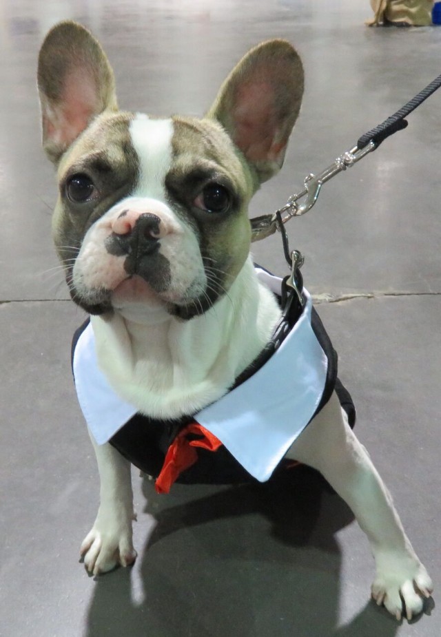 Adorable Beau the Frenchie in Dinner Jacket