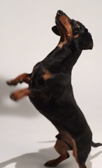 Crusoe dancing