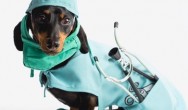 Crusoe the Vet