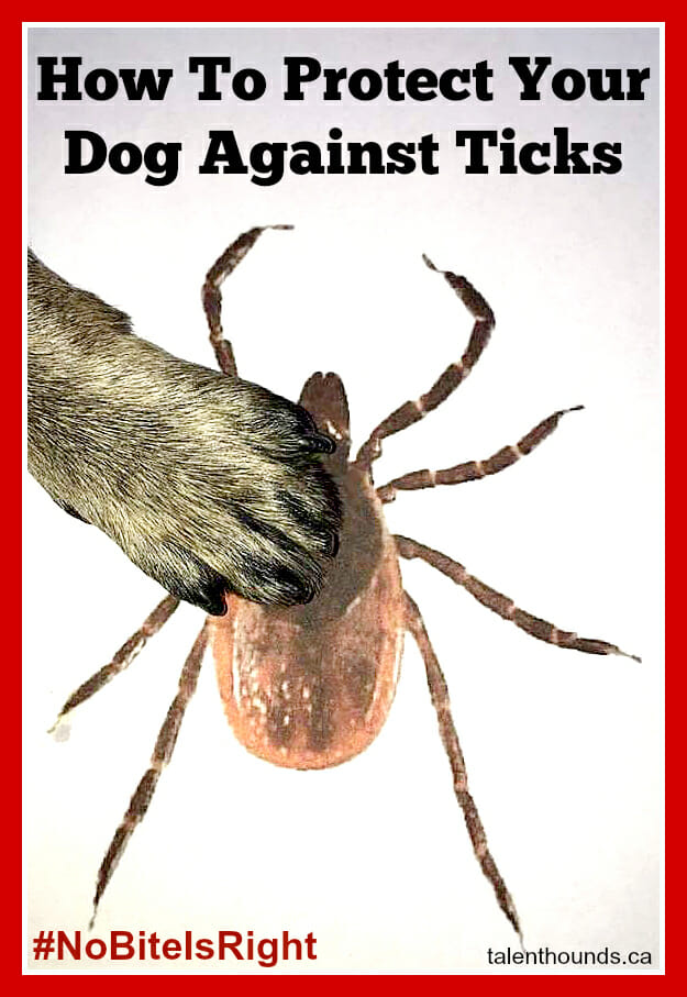 How To Protect Your Dog Against Ticks