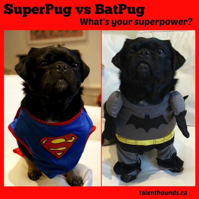 Superpug versus Batpug