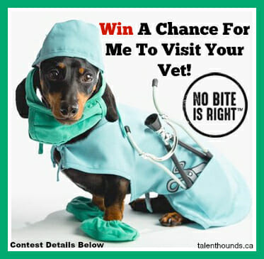 Win a visit to your vet from Crusoe