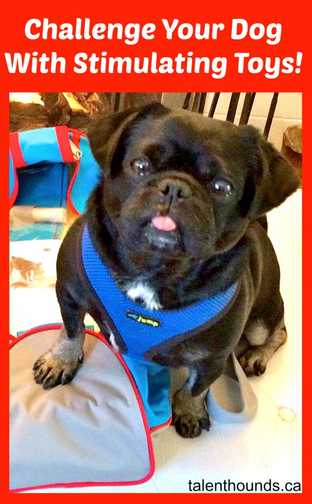 Kilo the Pug says: challenge your dog with stimulating toys!