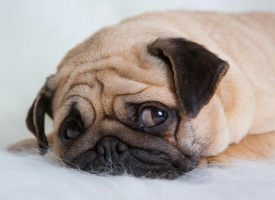 depressed pug laying down