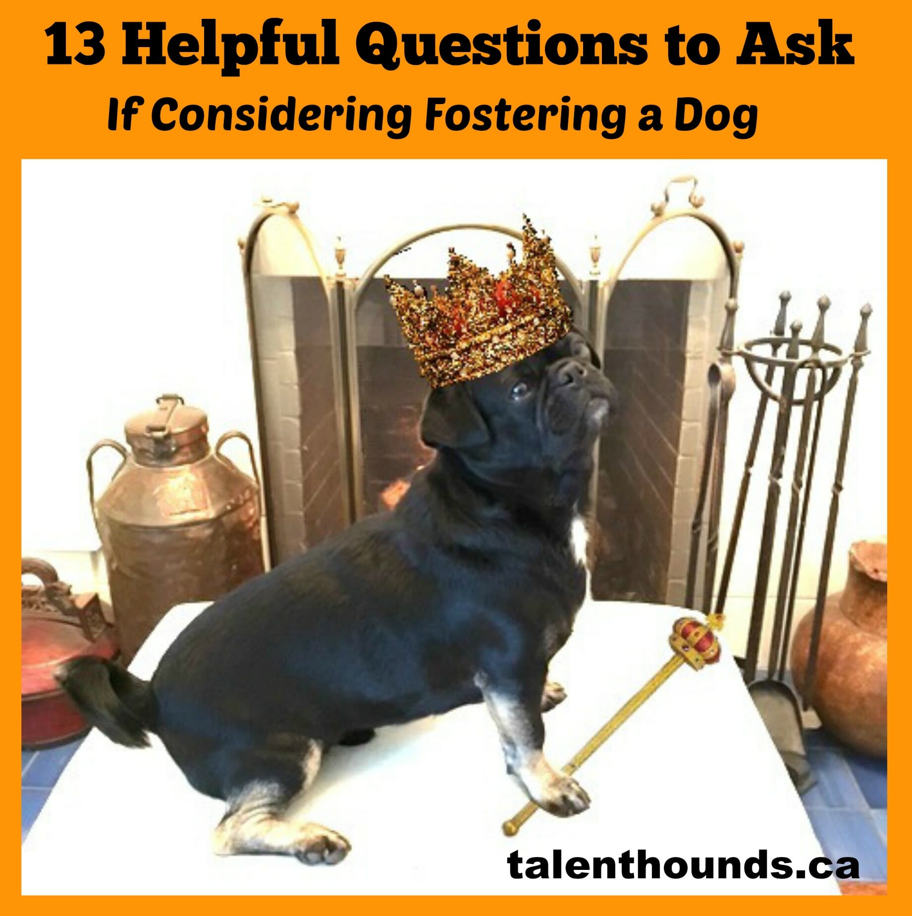 13 Helpful Questions To Ask Before You Foster A Dog In Need With Video 13 Helpful Questions To Ask Before You Foster A Dog In Need With Video