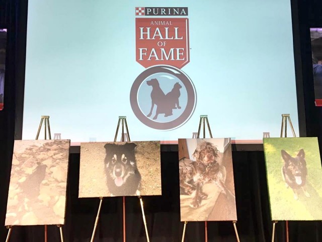 4 Hero Dog photo portraits at the Purina Animal Hall Of Fame 