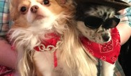 chihuahua costume winners