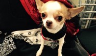 cute chihuahua