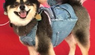 Pomeranian costume