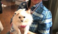 cute Pomeranian