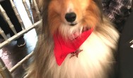 rough collie