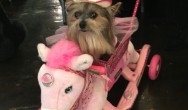 pink dog costume