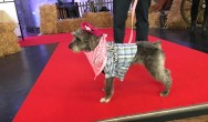 country costume dog