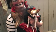 tiny chihuahua