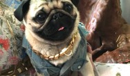 pug wearing chain