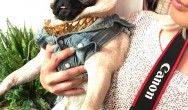 pug wearing chain