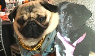 pug wearing chain