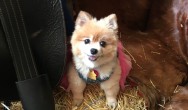 cute pomeranian