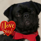 Kilo the pug loves me Card