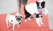 Fishstick and Lottie on the Red Carpet