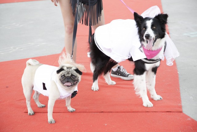 Fishstick and Lottie on the Red Carpet