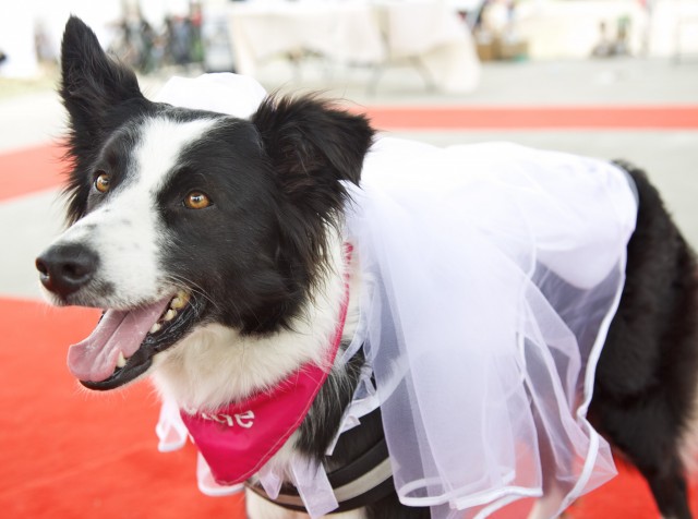 Lottie in the costume contest