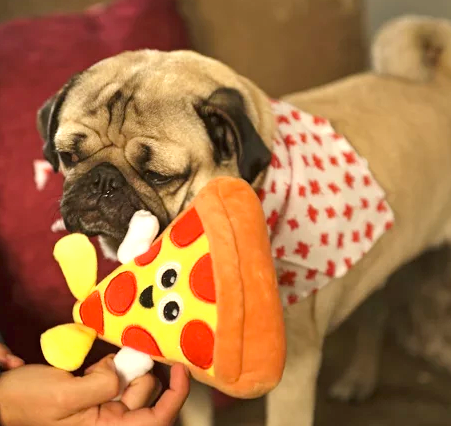 Doug the pug with pizza toy