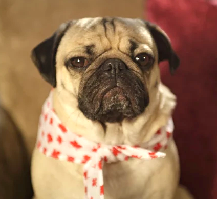 Doug the pug in bandana