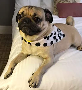 Doug the pug in bandana