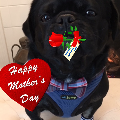 Kilo the Pug's Mother's Day Card