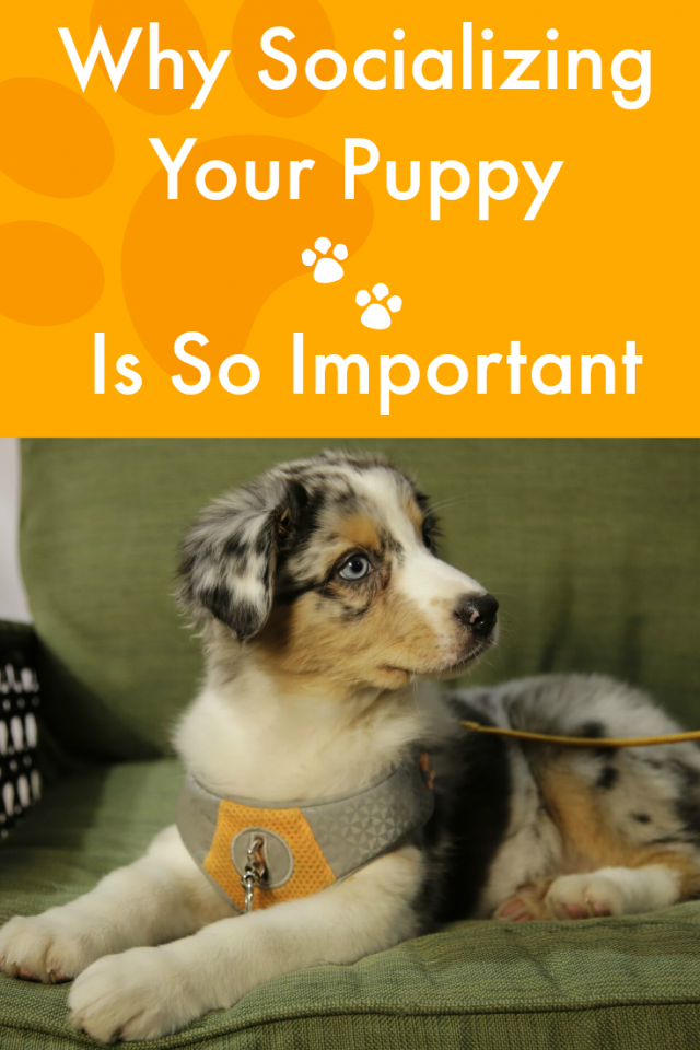 Why Socializing your puppy is so important. Reasons why you need to socialize your puppy.